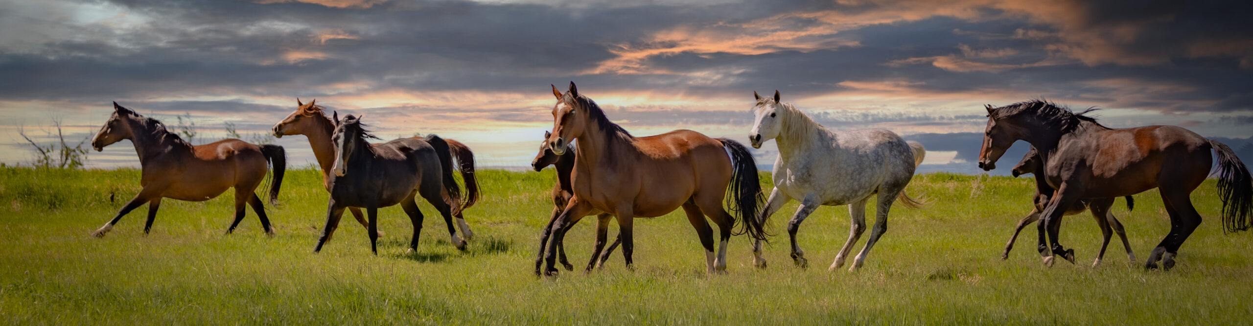 Horse & Livestock Photos - Prairie Thunder Photography LLC