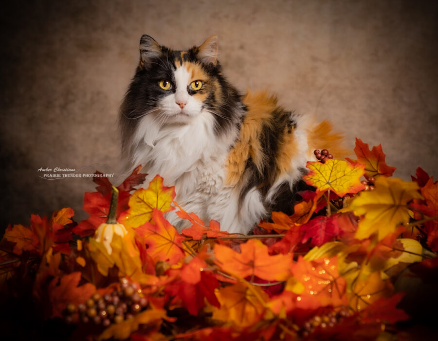 Fall Cat Cat photograph calico fall colors