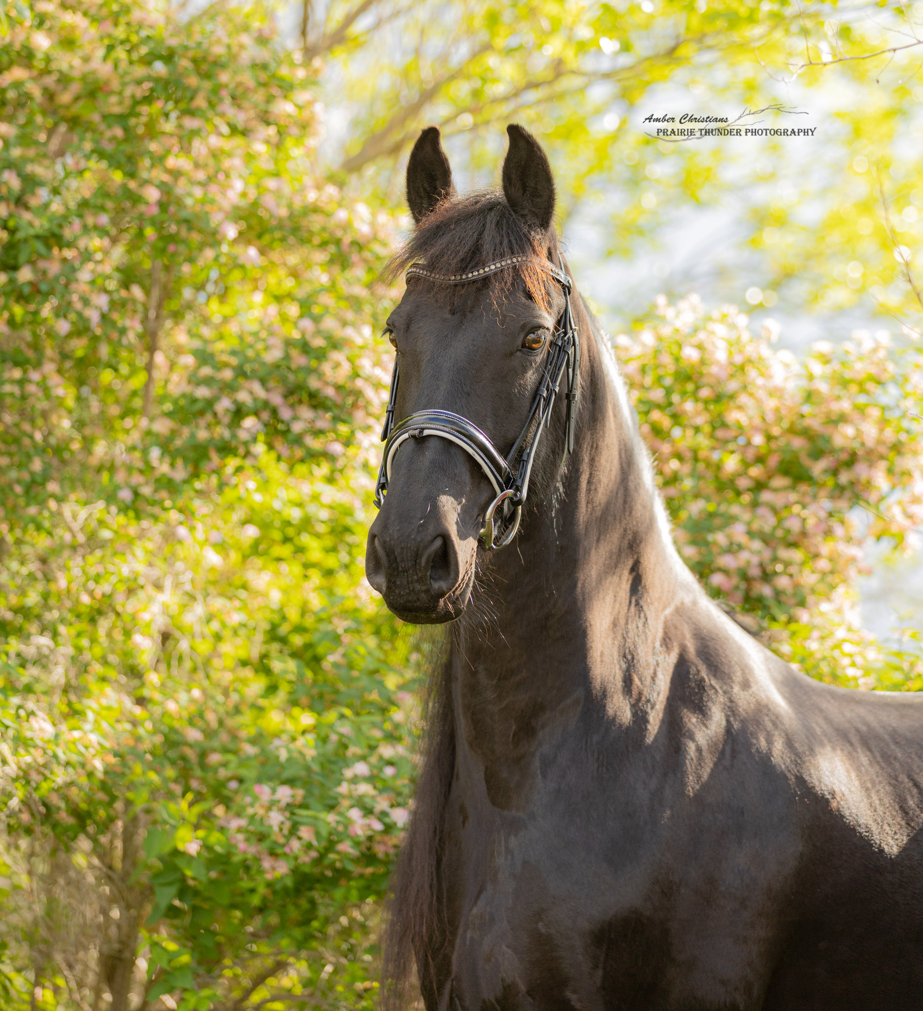 Horse & Livestock Photography