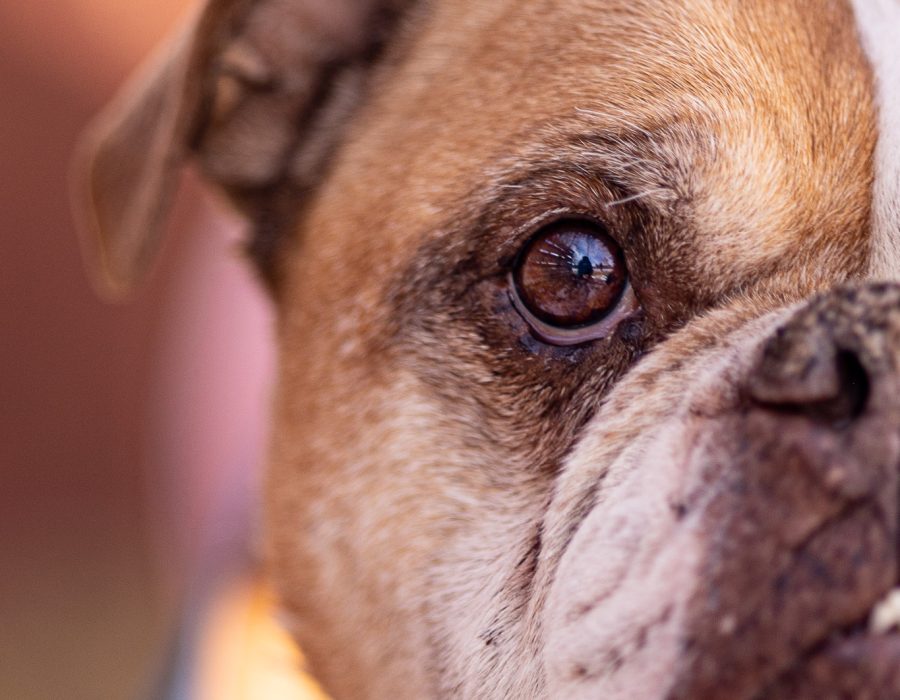 Dog eye close up Dog photo close eye