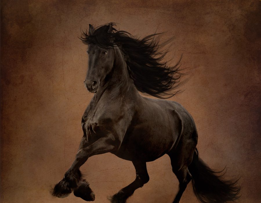 Horse fine art Horse Frieisan fine art Photo