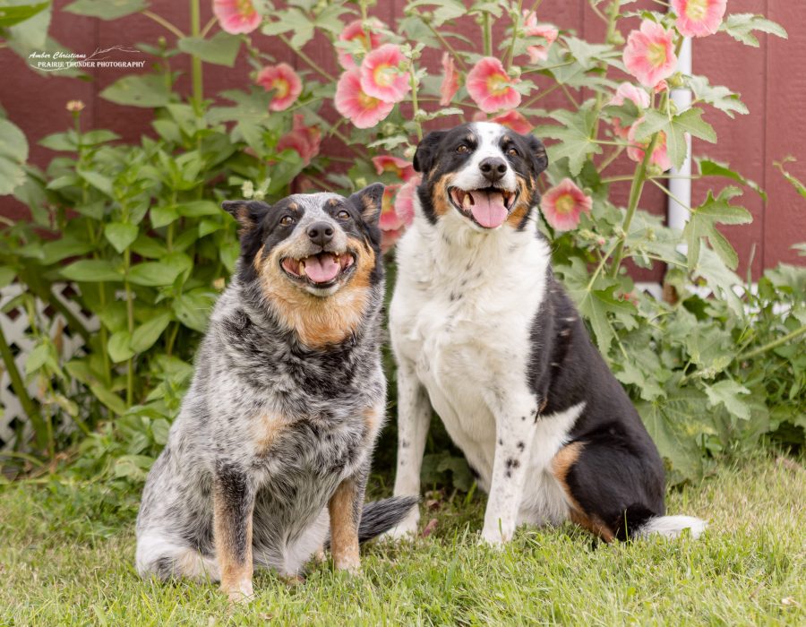 Dogs and Flowers Dogs Photo Flowers Spring