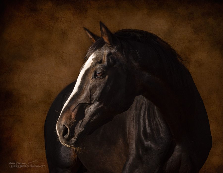 horse head fine art Legado de Fuego stallion horse fine art photo