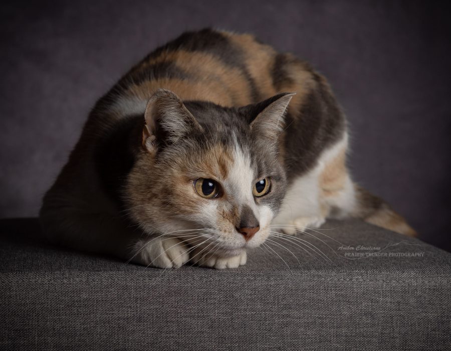 Cat Cat studio photo