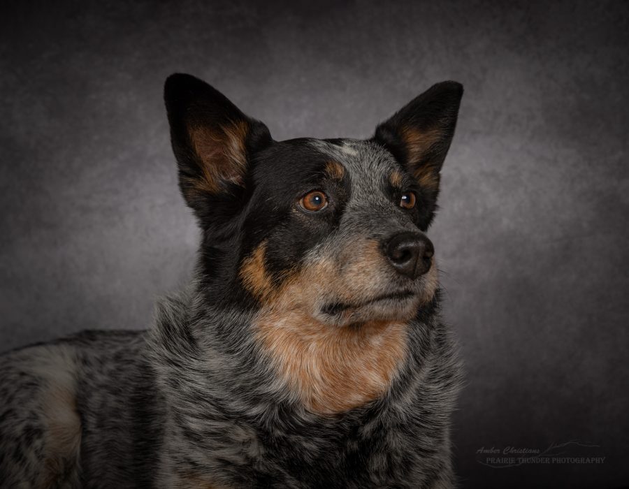 Dog Dog studio photo